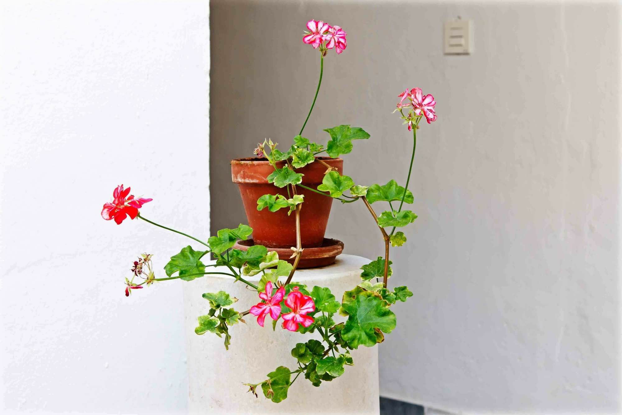 Selecta Apartments Los Venerables Sevilla Exterior foto